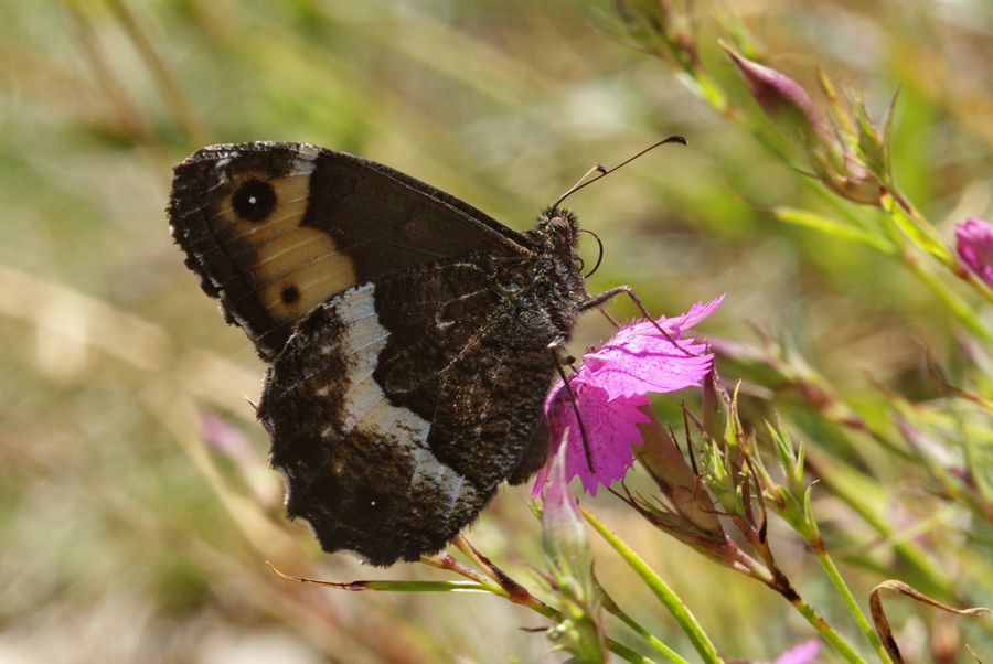 Nymphalidae Satyrinae da determinare